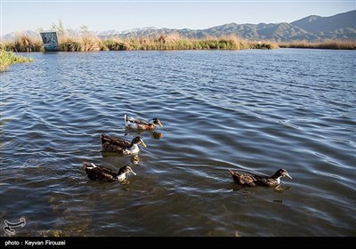 تالاب زریوار نگین غرب ایران