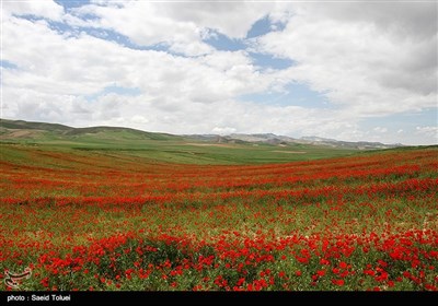 دشت شقایق - شیروان