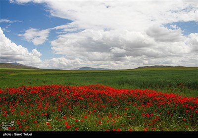 دشت شقایق - شیروان