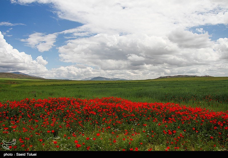 دشت شقایق - شیروان