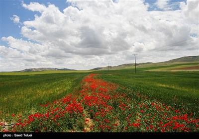 دشت شقایق - شیروان