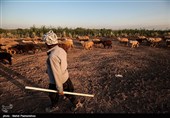 خراسان رضوی| سیلاب 170 میلیارد ریال به کشاورزی کلات نادری آسیب وارد کرد