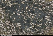 تخلیه فاضلاب الکل‌سازی ماهیان رودخانه خرم آباد را به کشتن داد