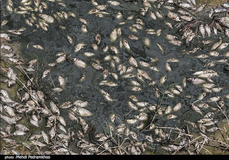 تلف شدن هزاران ماهی در مناطق سیل‌زده خوزستان + تصویر