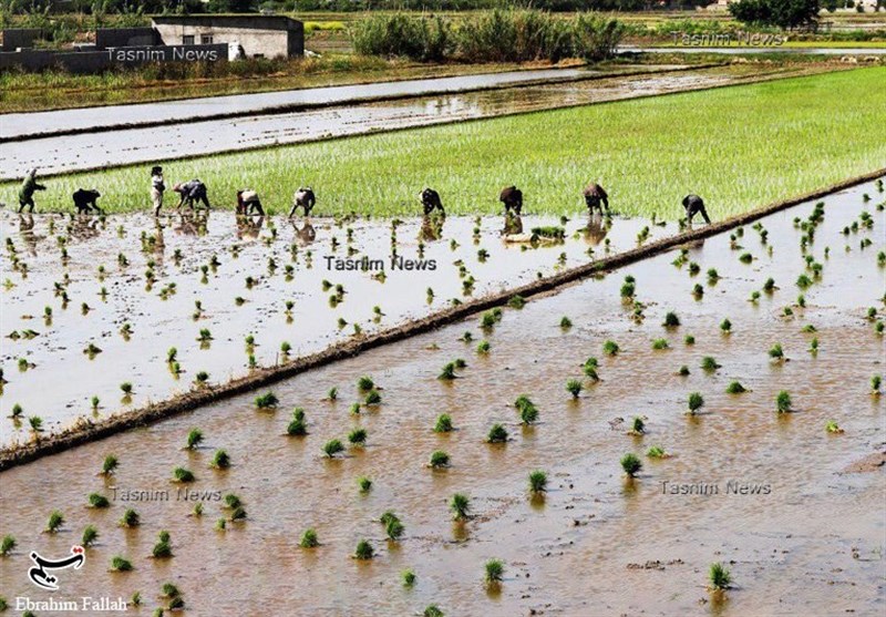 انتقال خزانه برنج به شالیزار تا پایان فروردین ممنوع