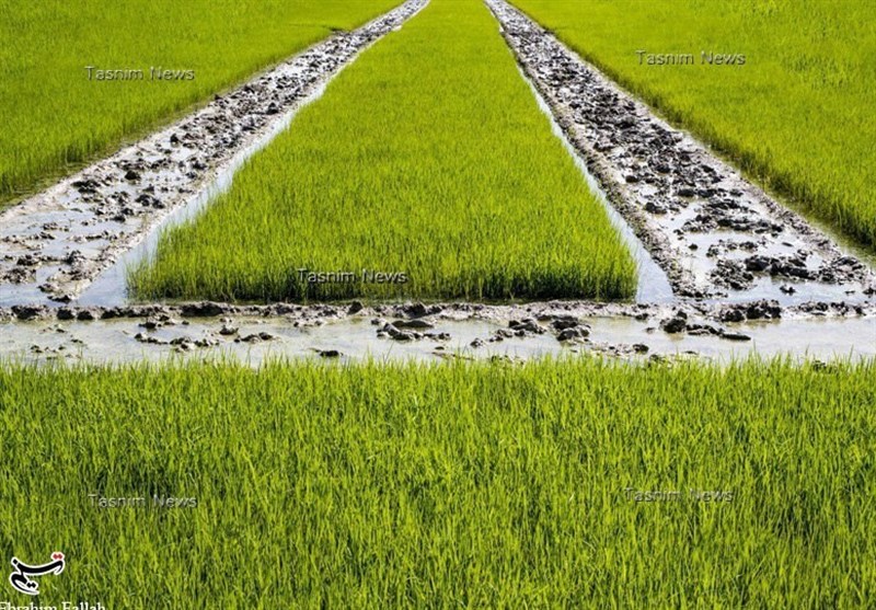 خزانه‌گیری برنج در مازندران به روایت تصویر