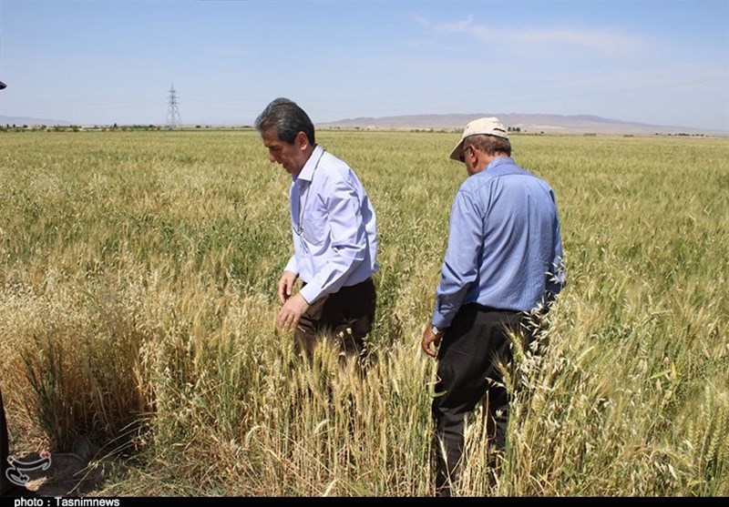 ملخ‌ها در جنوب شرق استان تهران خطری برای محصولات کشاورزی ندارند+ تصاویر