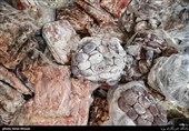 تهران| کشف 250 کیلو گوشت فاسد از داخل پراید