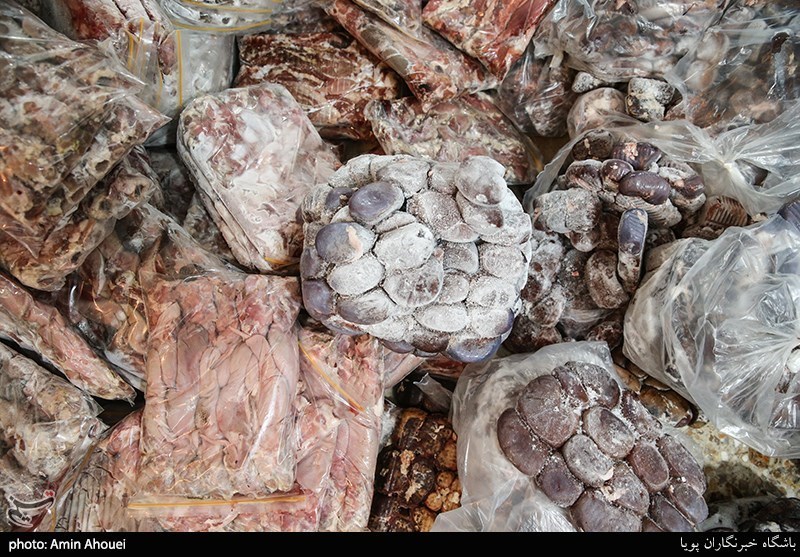 تهران| کشف 1.5 تن گوشت فاسد از پارکینگ منزل مسکونی+ تصاویر
