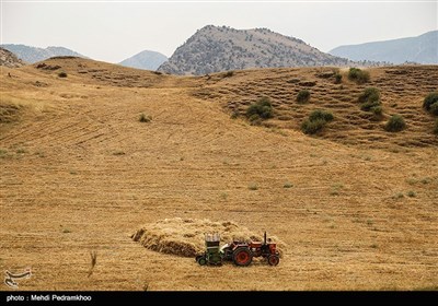 برداشت گندم به روش سنتی در ایذه - خوزستان