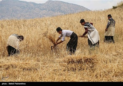 برداشت گندم به روش سنتی در ایذه - خوزستان