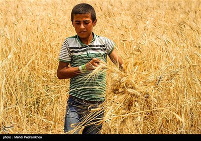 برداشت گندم به روش سنتی در ایذه - خوزستان