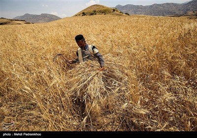 برداشت گندم به روش سنتی در ایذه - خوزستان