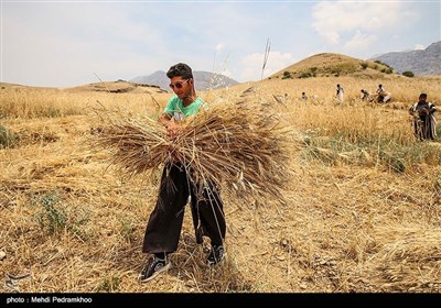 برداشت گندم به روش سنتی در ایذه - خوزستان