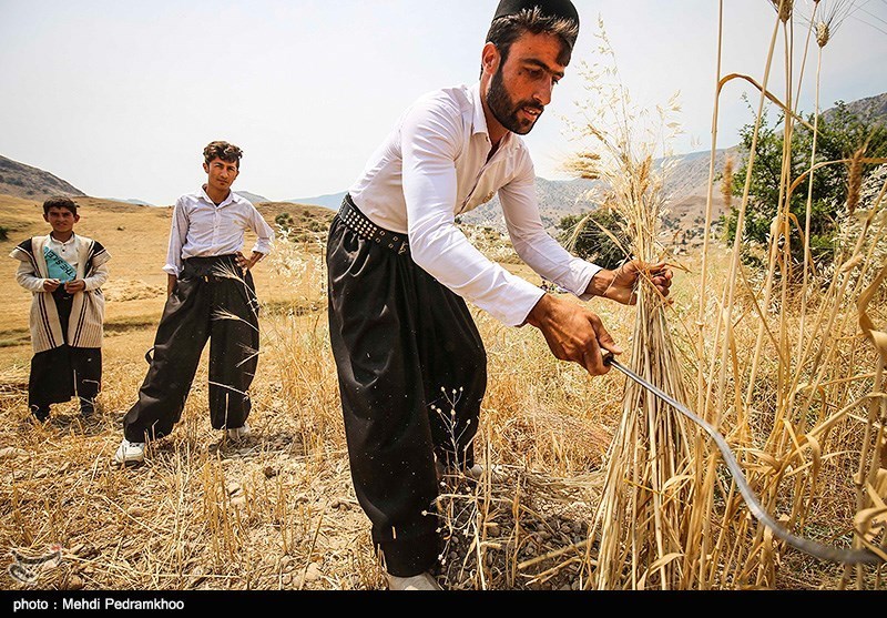 استاندار کردستان : پول گندم‌کاران دیر پرداخت می‌شود