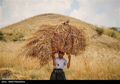 برداشت گندم به روش سنتی در ایذه - خوزستان