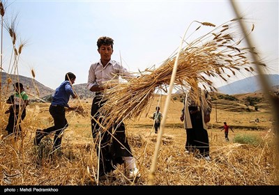 برداشت گندم به روش سنتی در ایذه - خوزستان