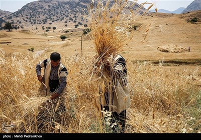 برداشت گندم به روش سنتی در ایذه - خوزستان