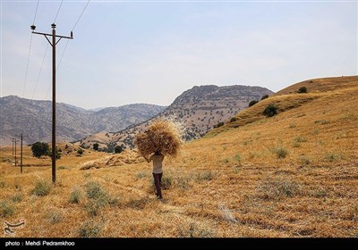 برداشت گندم به روش سنتی در ایذه - خوزستان