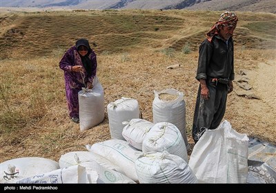 برداشت گندم به روش سنتی در ایذه - خوزستان