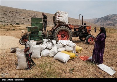 برداشت گندم به روش سنتی در ایذه - خوزستان