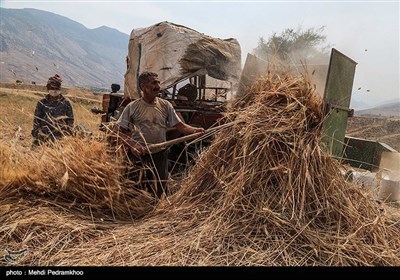 برداشت گندم به روش سنتی در ایذه – خوزستان