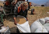 نگرانی از ورود دلالان به خرید گندم؛ قاچاقچیان گندم قیمت نجومی به کشاورزان پیشنهاد می‌کنند