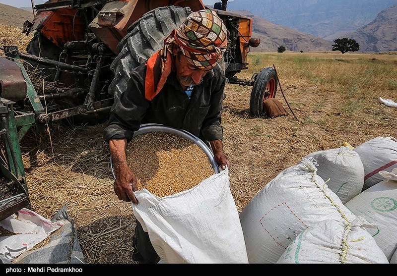 نگرانی از ورود دلالان به خرید گندم؛ قاچاقچیان گندم قیمت نجومی به کشاورزان پیشنهاد می‌کنند