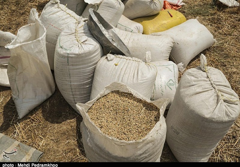 جلوی خروج گندم از استان سمنان گرفته شود