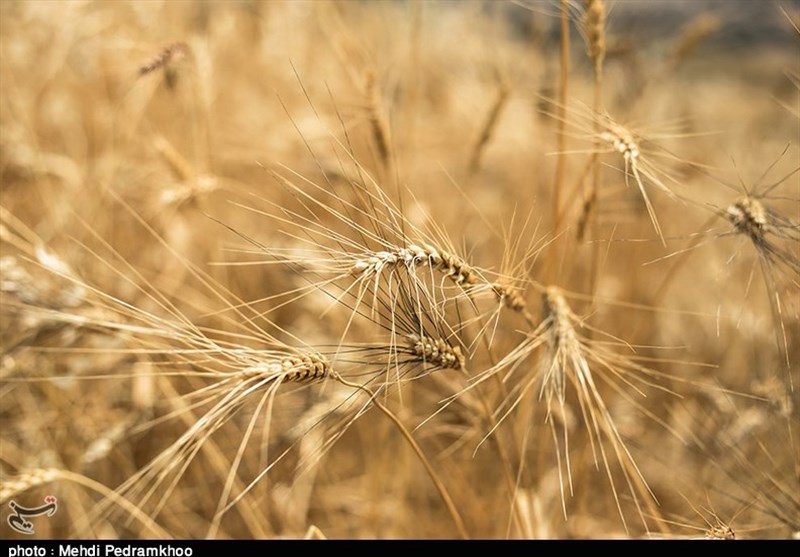 خرید تضمینی گندم در مازندران آغاز شد