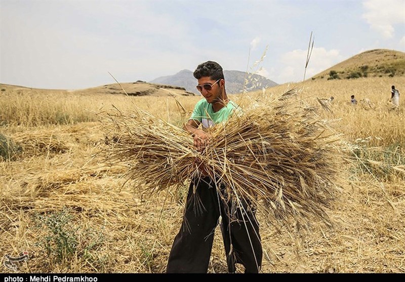 خروج بدون مجوز گندم در اردبیل ممنوع شد