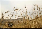 قیمت خرید گندم از کشاورزان اردبیلی 1700 تومان تعیین شد