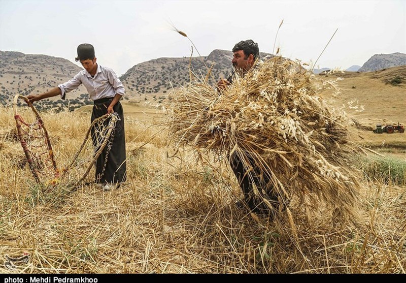معاون وزیر جهاد کشاورزی در اردبیل: 14.5 میلیون تن گندم از مزارع کشور برداشت می‌شود