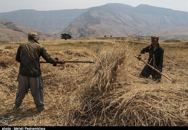دستور دادستان قزوین برای جلوگیری از‌ خرید بیش از حد گندم توسط اتباع بیگانه