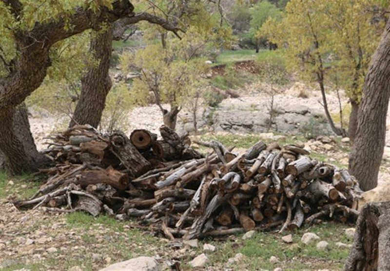 قطع درختان بلوط در منطقه کرکی پلدختر؛ عاملان دستگیر شدند