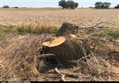 خوزستان|واکنش‌ها به قطع درختان در هندیجان ادامه دارد؛ دادستانی ورود پیدا کرد