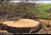 انتقاد از تخریب باغات قم؛‌ با قطع درختان به‌شدت برخورد می‌شود