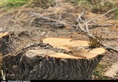جزئیات قطع درختان 200 ساله چنار در لرستان/ درخواست مجری سد مخمل‌کوه برای قطع درختان + فیلم