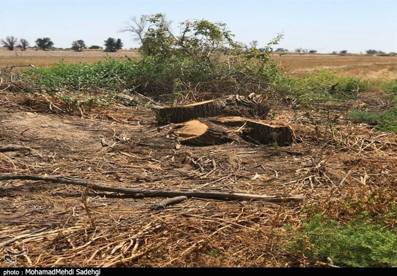 سهم عشایر در نابودی جنگل‌های استان کهگیلویه و بویراحمد چقدر است؟