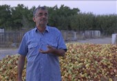 روایت «میوه‌های روی درخت» از مشکلات کشاورزی