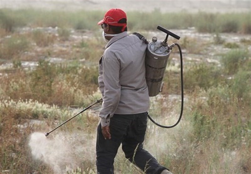 975 هکتار از اراضی کشاورزی استان بوشهر علیه ملخ‌های صحرایی سم‌پاشی شد