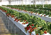 افتتاح نخستین گلخانه هیدروپونیک در ازنا؛ 60 میلیارد تومان پروژه عمرانی و اقتصادی به بهرهبرداری رسید