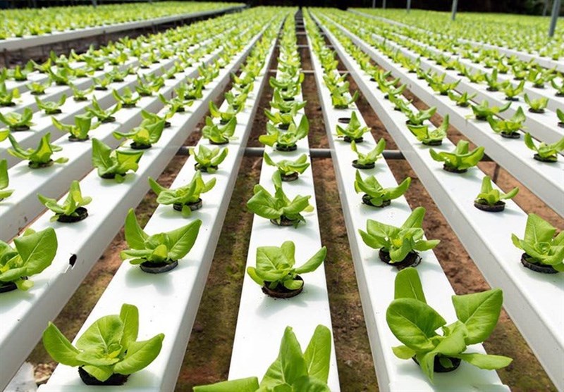 یزد| برداشت محصول در گلخانه‌های مدرن نسبت به کشت فضای باز 30 برابر است