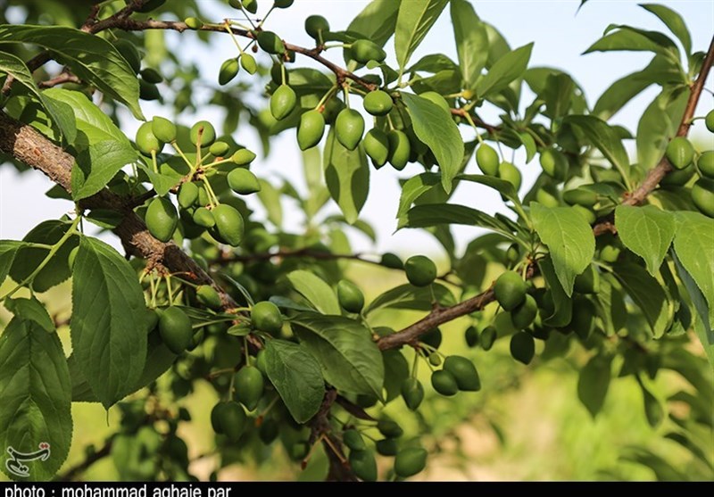 فصل پربار باغات میوه ارومیه به روایت تصاویر