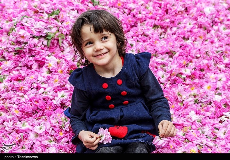فصل برداشت گل محمدی و گلاب‌گیری در بجنورد به روایت تصاویر