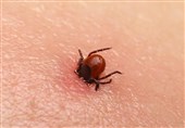 شناسایی 18 بیمار مبتلا به تب کریمه کنگو در ایران/ علائم و راه پیشگیری از بیماری