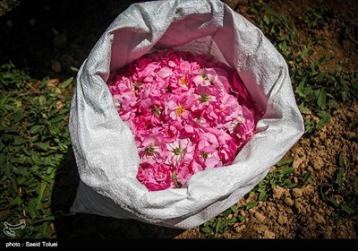 برداشت گل محمدی در بجنورد