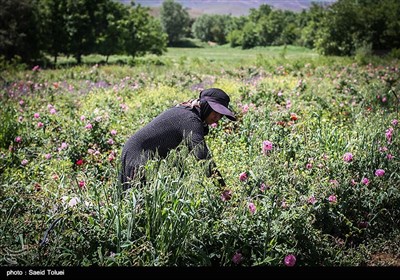 برداشت گل محمدی در بجنورد