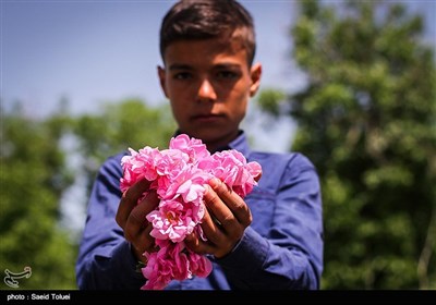 برداشت گل محمدی در بجنورد