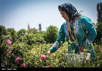 برداشت گل محمدی در بجنورد